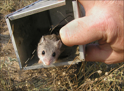 Deer mouse being released