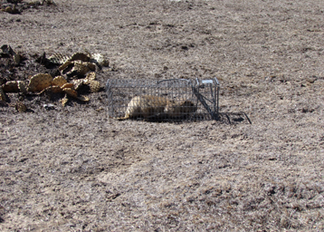 Black-tailed Prairie Dog in a live trap