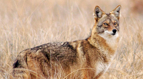  Coyote (Canis latrans)