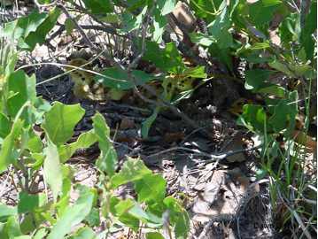 Lesser prairie-chicken brood on the Milnesand Prairie Preserve