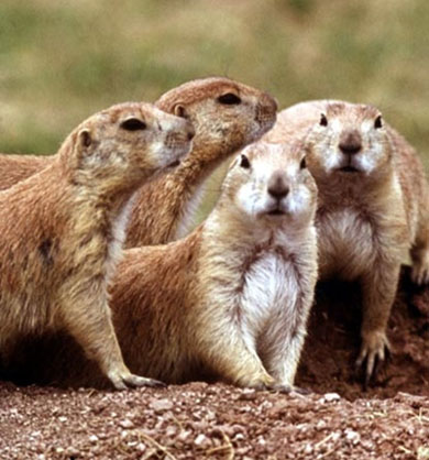 Close up of Black-tailed Prairie Dogs