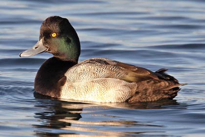 Lesser Scaup on a lake