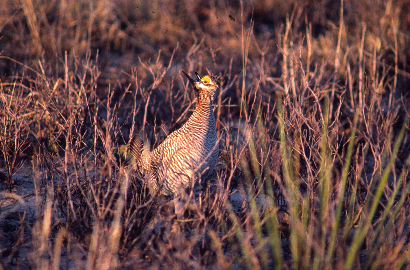 Lesser prairie-chicken (Tympanuchus pallidicinctus)