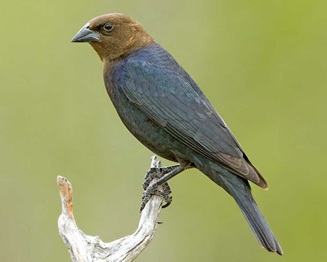 Brown-headed Cowbird Molothrus 