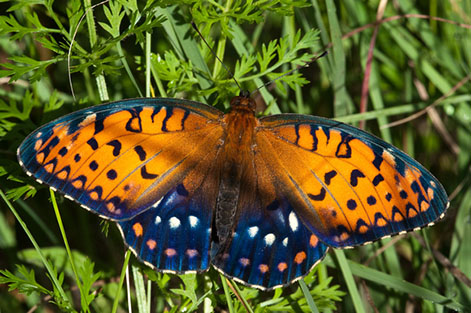 Regal Fritillary (Speyeria idalia)