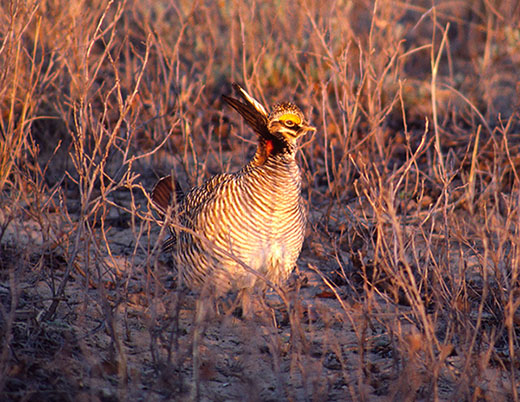 Lesser prairie-chicken (Tympanuchus pallidicinctus)