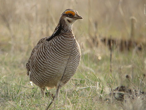  Lesser prairie-chicken Tympanuchus pallidicinctus