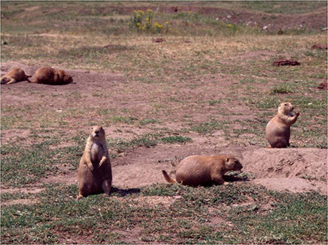 Black-tailed Prairie Dogs