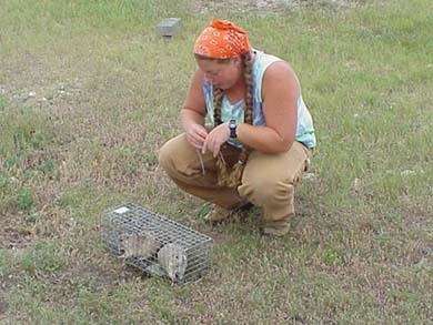 Black-tailed Prairie Dogs in a live trap