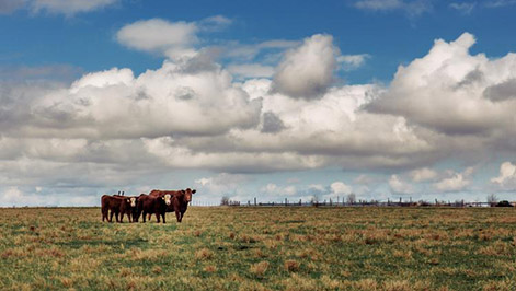  Cattle grazing at Kansas Army Ammunition Plant