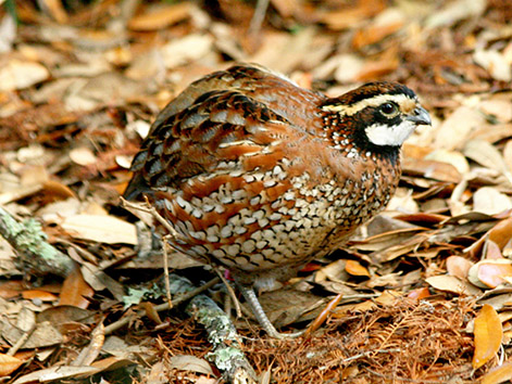  Northern bobwhite (Colinus virginianus)