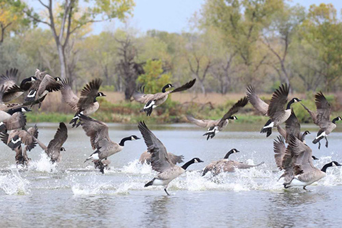 Canada Geese (Branta canadensis)