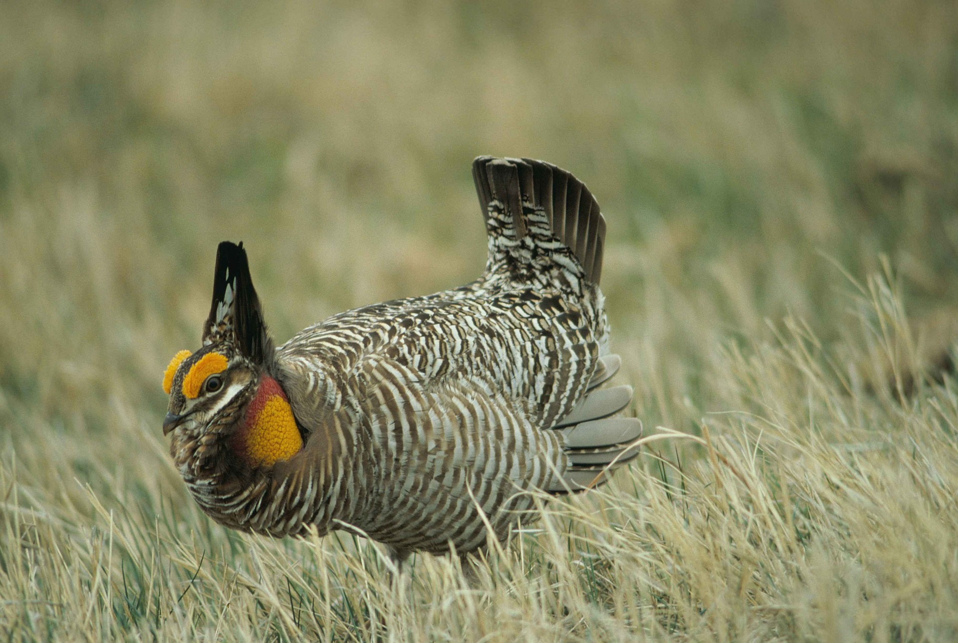 Greater Prairie-chicken