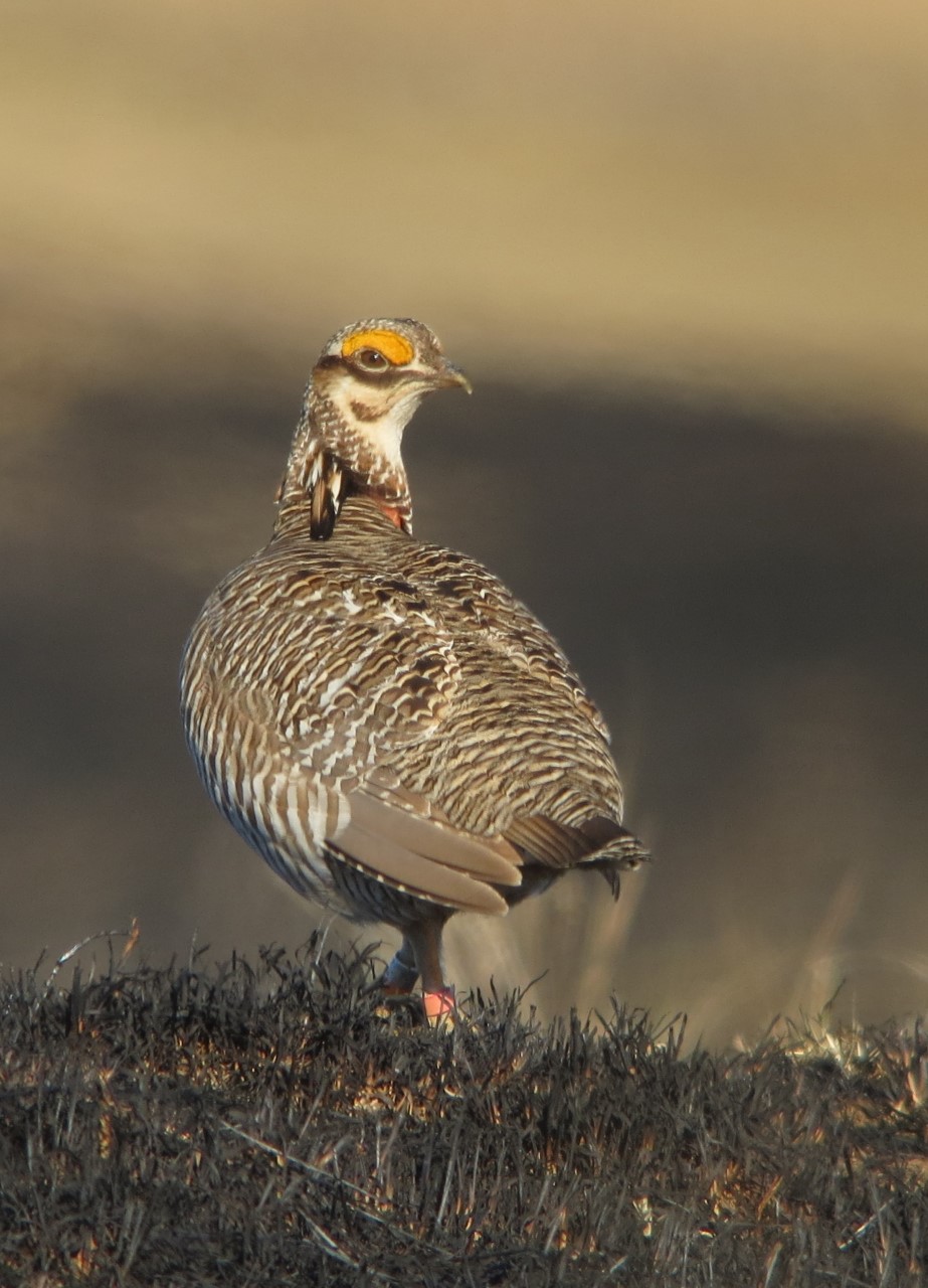 Lesser prairie-chicken (Tympanuchus pallidicinctus)