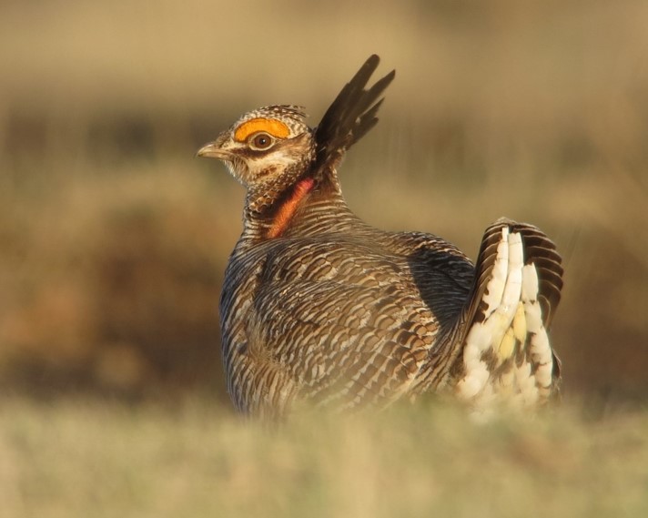 Lesser Prairie-Chicken