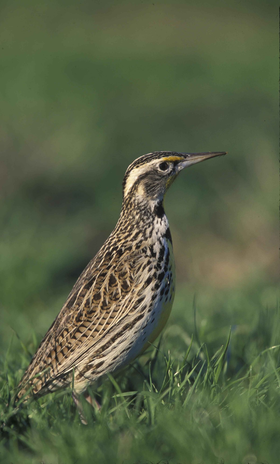 Meadowlark