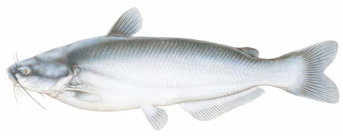 Blue catfish