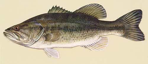 Largemouth bass (Micropterus salmoides)