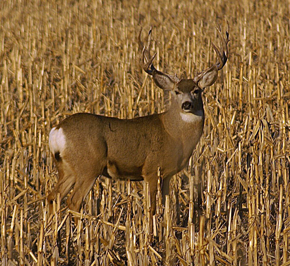 Mule deer (Odocoileus hemionus)