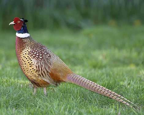 Pheasant