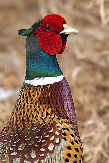 Ring-necked Pheasant (Phasianus colchicus)