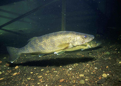 Walleye (Stizostedion vitreum)