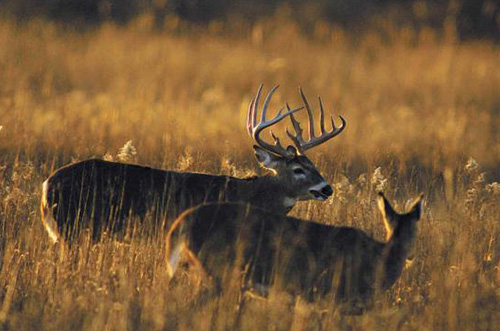 White-tailed Deer