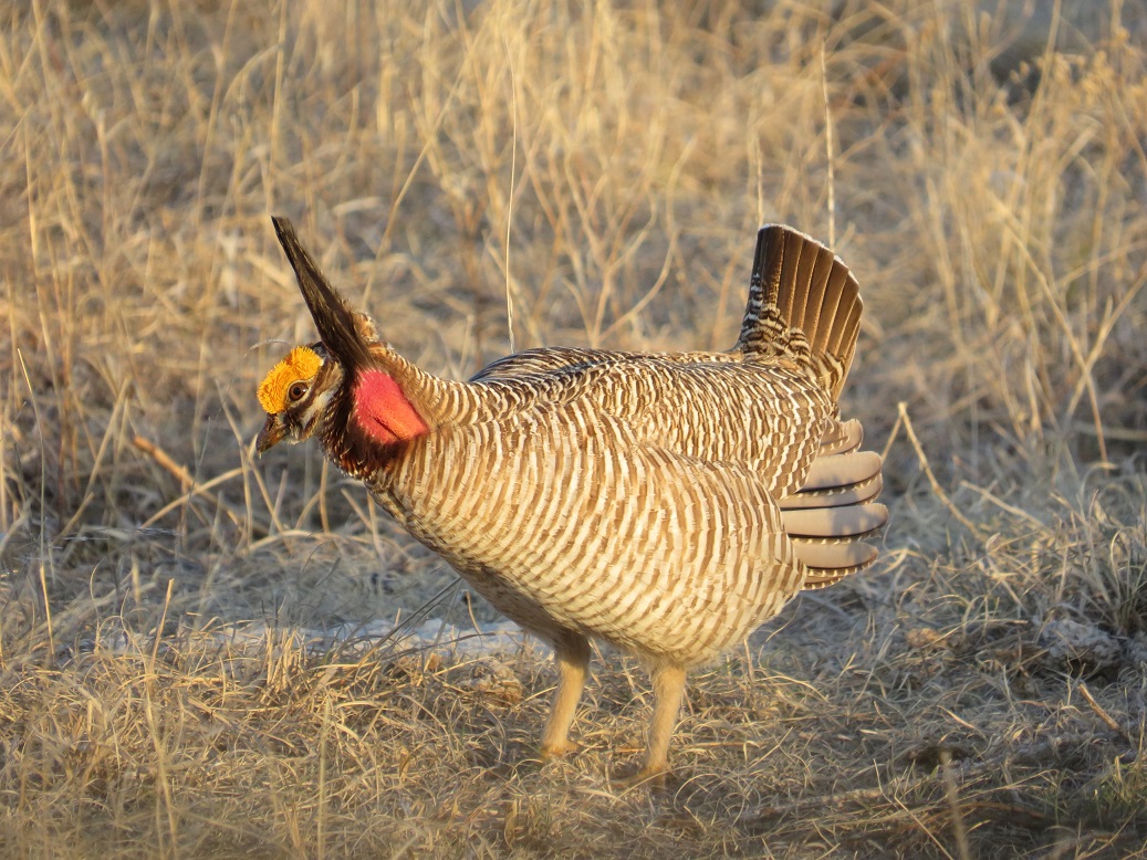Male Lesser Prairie-Chicken