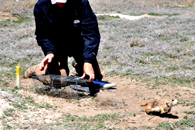 Prairie Dog being released