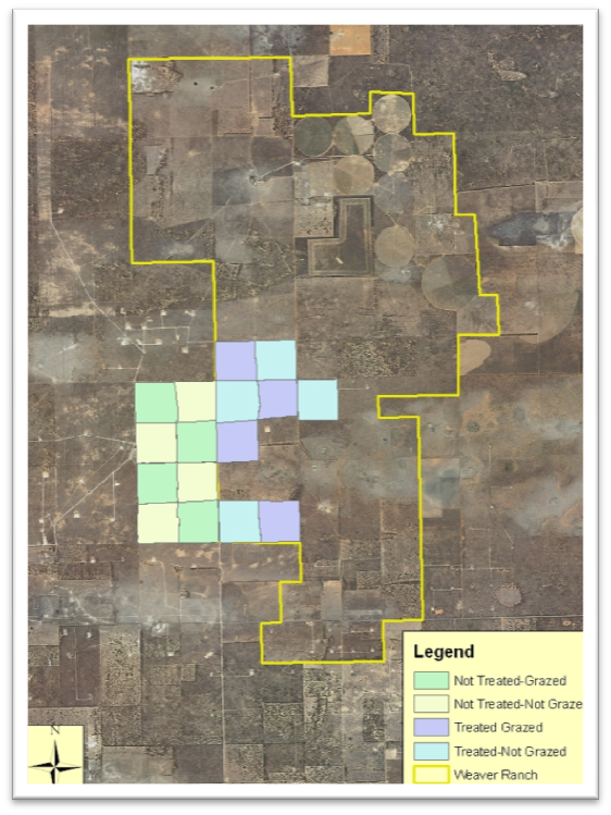 Study area in eastern New Mexico, showing application of tebuthiuron and grazing treatments