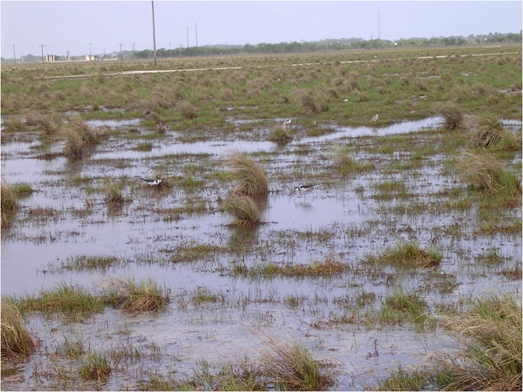  Waterbirds are being sampled for lead exposure in coastal marsh