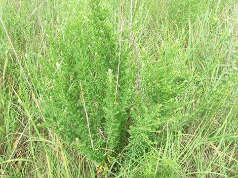  Sericea lespedeza Lespedeza cuneata