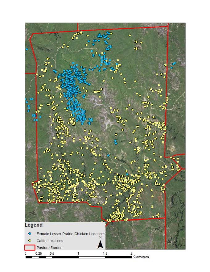 Cattle and female lesser prairie- Figure 2: Cattle and female lesser prairie- chicken locations in a patch-burn grazed pasture