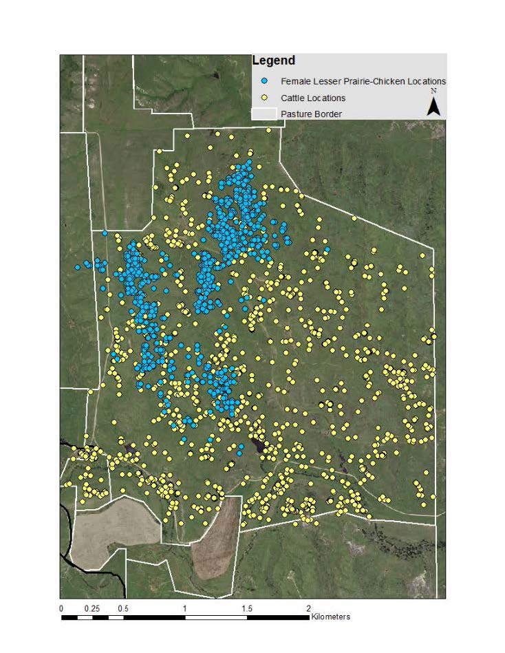 Cattle and female lesser prairie-chicken locations in a rotationally grazed pasture