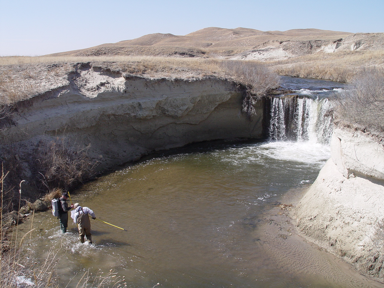 Native fish horseshoe falls