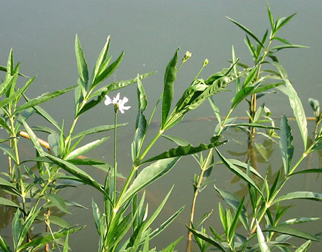 Water Willow (Justicia americana)