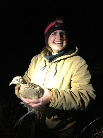 Alix Holding Ring-necked Pheasant (Phasianus colchicus)