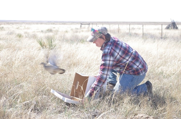 Carly Aulicky releasing Lesser prairie-chicken (Tympanuchus pallidicinctus)