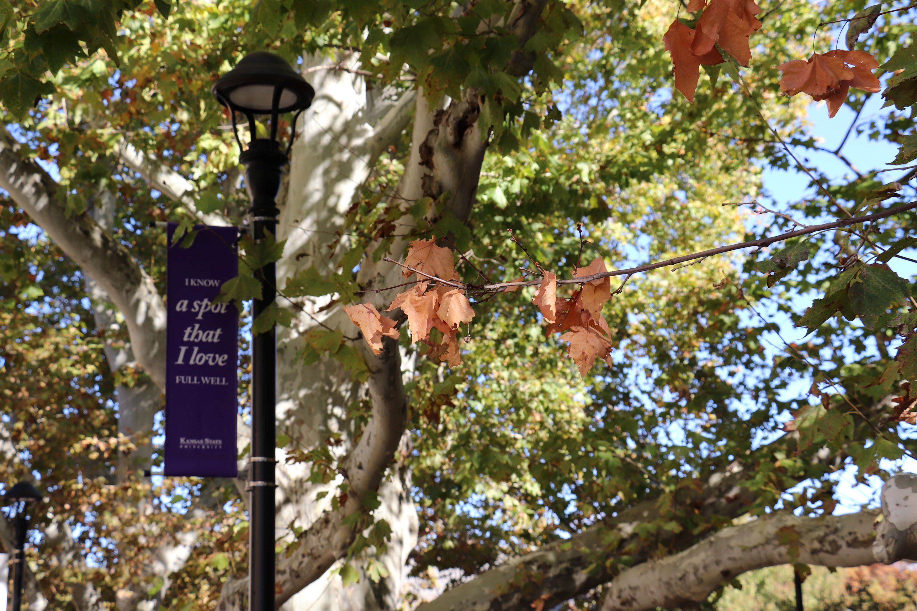 A banner on campus which reads "I know a spot that I love full well" among Fall leaves.