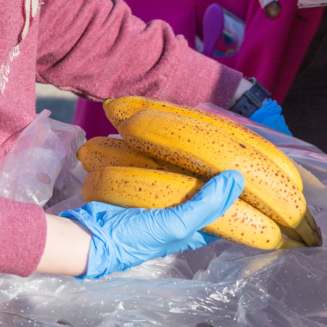 Gloved hands unpack bananas