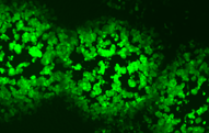 Cultured cells expressing GFP-tagged Vaccinia virus