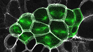 Ciona embryo (Veeman lab)