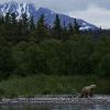 Two Kansas State University park management and conservation researchers are using a 'bearcam' at Katmai National Park in Alaska to study people's emotional connections with nature. The 'bearcam,' provided by multimedia organization explore, offers live video footage of bears at several locations in the park.  (Photo credit: explore)