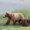 The Katmai National Park 'bearcam,' provided by multimedia organization explore, offers video footage of brown bears in the Alaskan park. Two Kansas State University researchers are using the 'bearcam' to determine if people form emotional connections with animals by watching live webcams. (Photo credit: explore)
