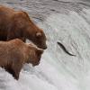 Brown bears catch salmon at the iconic Brooks Falls in Alaska's Katmai National Park. Two Kansas State University park management and conservation researchers are using a "bearcam," provided by multimedia organization explore, to study human emotional connections with wildlife.  (Photo credit: explore)