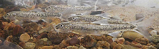 A school of peppered chub