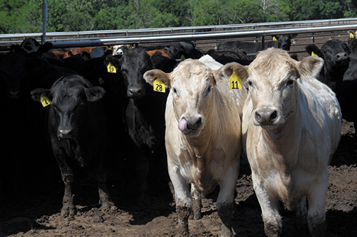 cows cows