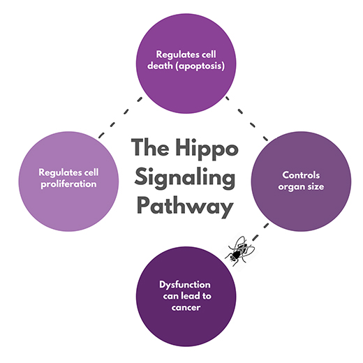 Hippo pathway illustration
