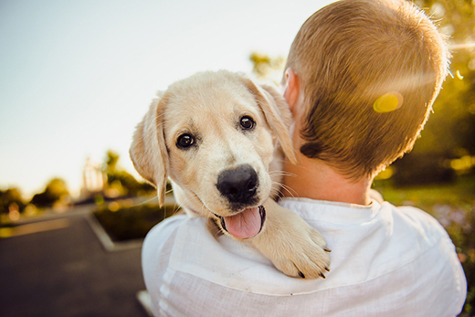 Dog and Boy