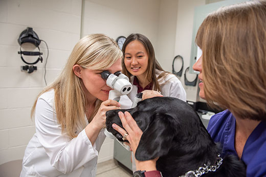 Canine eye exam K-State